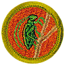 Insect Study Merit Badge